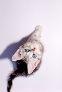 Close-up of cat against white background