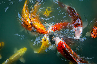 High angle view of koi carps swimming in lake