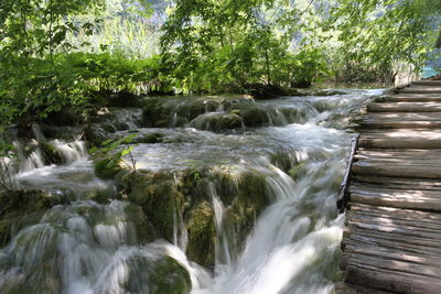 Scenic view of waterfall in forest