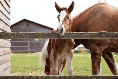 Horse in stable