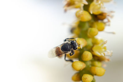 Close-up of bee pollinating on flower