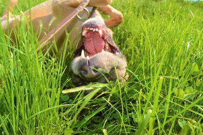 Odin in the nature 