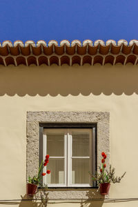 Low angle view of potted plants on window of building