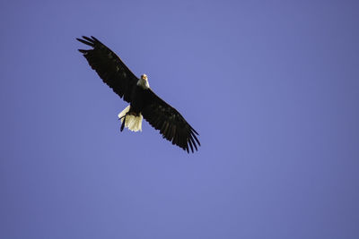 Low angle view of eagle flying against clear blue sky