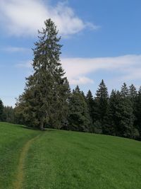 Pine trees on field against sky