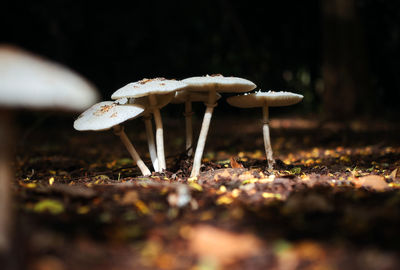 Close-up of mushroom growing on field