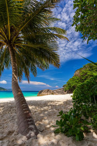 Thailand landscape, blue sky, coconut tree, white sand, and clear water, on tropical summer