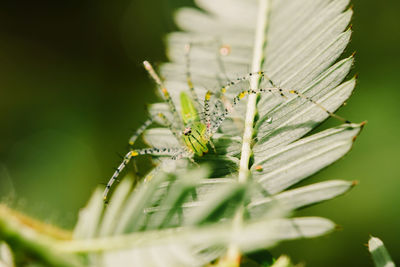 Small green spiders lurk on the leaves waiting to trap their prey.