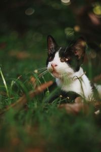 Cat looking away on field