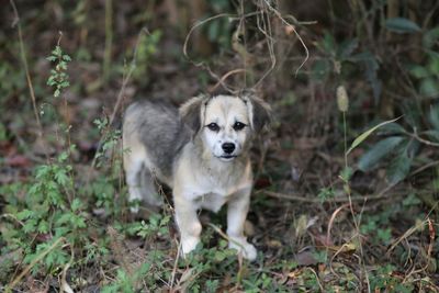 Portrait of dog on field in forest