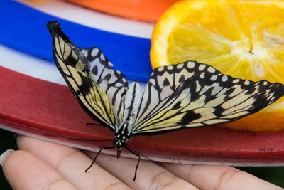 Close-up of hand holding butterfly