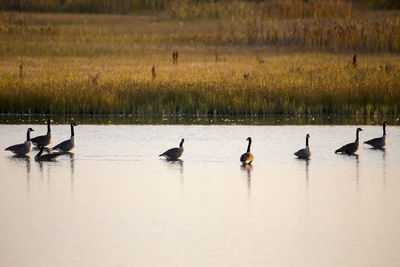 Ducks in a lake