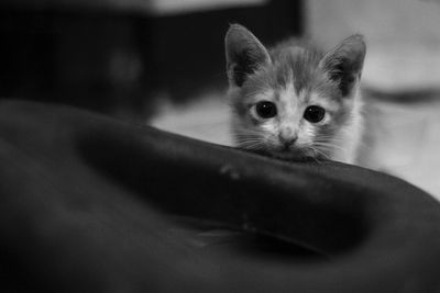 Close-up portrait of kitten