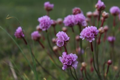 Close-up of pink flowering plants