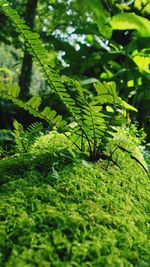 Close-up of fern growing on tree in forest
