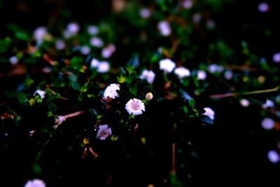 Close-up of white flowering plant