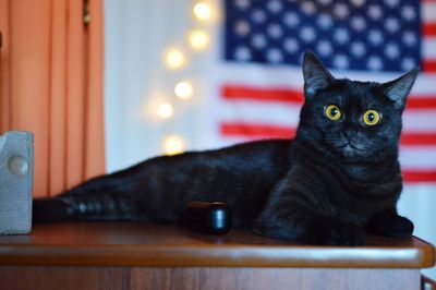 Portrait of cat relaxing on table at home