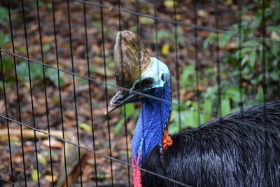 Close-up of bird in cage
