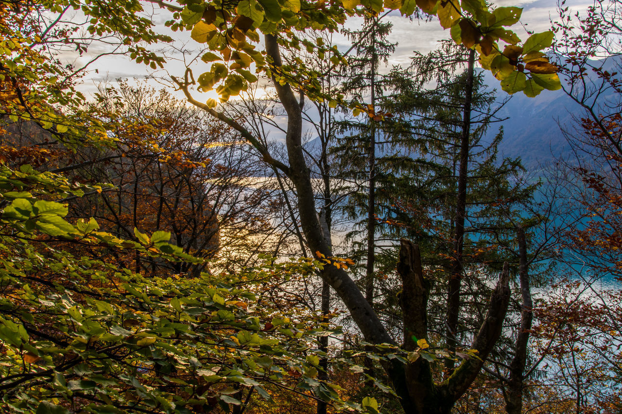 LOW ANGLE VIEW OF TREES IN FOREST AGAINST SKY DURING AUTUMN