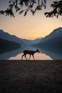 Side view of man riding horse at sunset