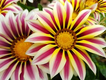 Close-up of flowers