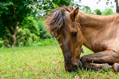 Close-up of a horse on field