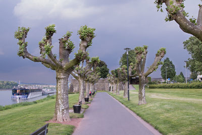 Trees in park against sky