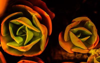 Close-up of yellow rose