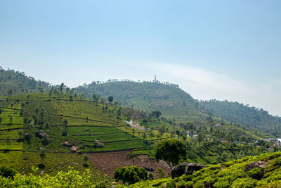 Tea gardens in the foothills of western ghat