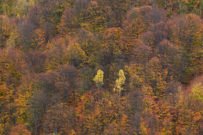 High angle view of trees in forest during autumn