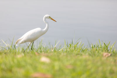 Bird on a field