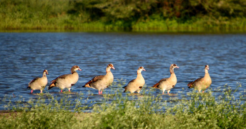 Flock of birds on lakeshore