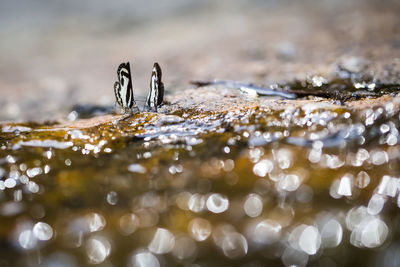 Close-up of crab on wet land