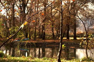 Reflection of trees in lake