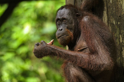 Orangutan eating food in a forest