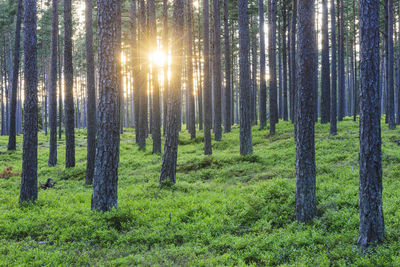 Forest at dusk