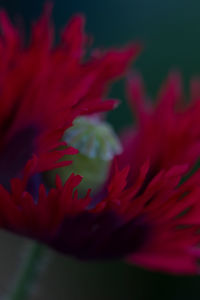 Close up of red leaf