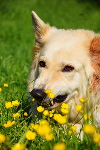 Close-up of a dog on field