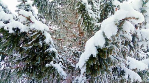 Close-up of trees during winter