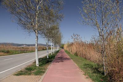 Empty road amidst trees against clear sky