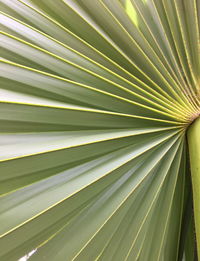 Full frame shot of palm leaf