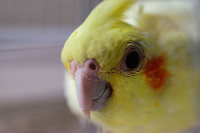 Close-up of a cocktail 