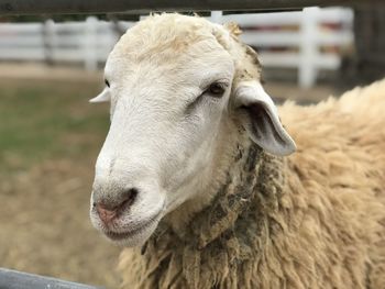 Close-up of an animal
