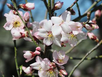 Close-up of cherry blossoms in spring