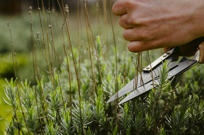 Midsection of person holding plant on field