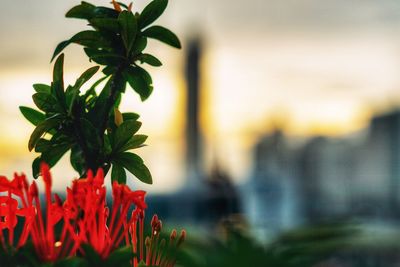 Close-up of red flowering plant