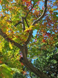 Low angle view of tree