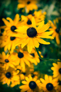 Close-up of sunflower blooming outdoors