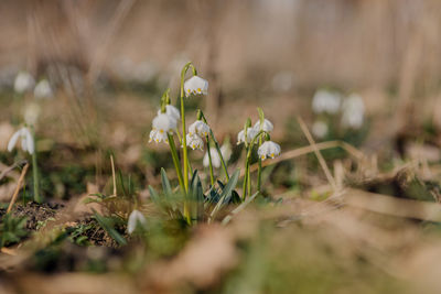 Close-up of white flowering plant on field