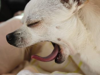 Close-up of dog looking away